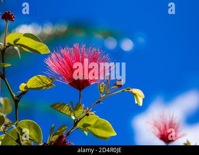 mimosa Baum an einem sonnigen klaren Tag in miami Stockfoto