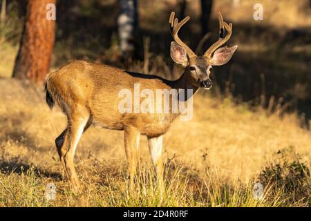 Weißschwanz-Hirsch-Buck mit Antlers. Oregon, Ashland, Cascade Siskiyou National Monument, Sommer Stockfoto