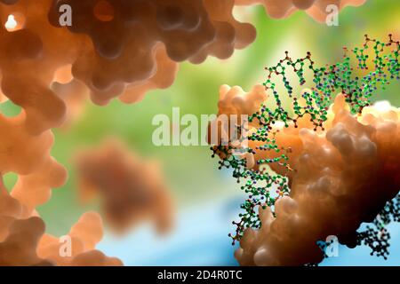 DNA- und Proteininteraktion auf molekularer Ebene. DNA-bindende Proteine steuern Transkription, Genexpression etc. Basierend auf wissenschaftlichen Daten aus dem PDB Stockfoto