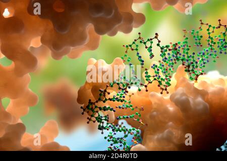 DNA- und Proteininteraktion auf molekularer Ebene. DNA-bindende Proteine steuern Transkription, Genexpression etc. Basierend auf wissenschaftlichen Daten aus dem PDB Stockfoto