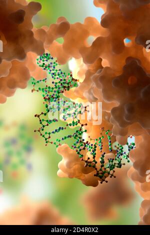 DNA- und Proteininteraktion auf molekularer Ebene. DNA-bindende Proteine steuern Transkription, Genexpression etc. Basierend auf wissenschaftlichen Daten aus dem PDB Stockfoto