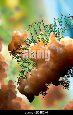 DNA- und Proteininteraktion auf molekularer Ebene. DNA-bindende Proteine steuern Transkription, Genexpression etc. Basierend auf wissenschaftlichen Daten aus dem PDB Stockfoto