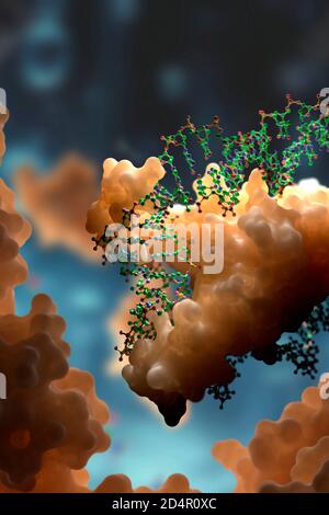 DNA- und Proteininteraktion auf molekularer Ebene. DNA-bindende Proteine steuern Transkription, Genexpression etc. Basierend auf wissenschaftlichen Daten aus dem PDB Stockfoto