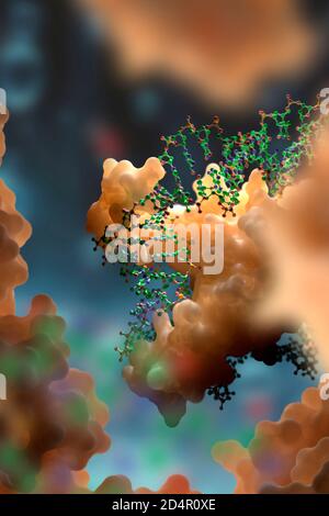 DNA- und Proteininteraktion auf molekularer Ebene. DNA-bindende Proteine steuern Transkription, Genexpression etc. Basierend auf wissenschaftlichen Daten aus dem PDB Stockfoto