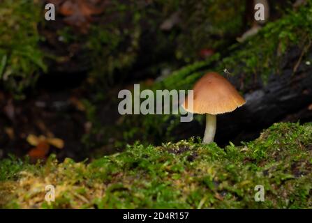 Moskito ruht auf einem Toadstool auf Waldboden Stockfoto