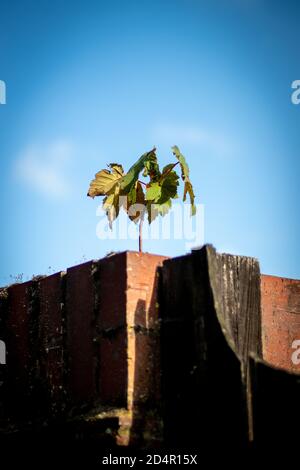 Winziger Baum, der aus der Spitze einer Wand wächst Stockfoto
