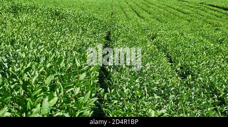 Landschaft - Blick auf eine Teeplantage mit Reihen von Kulturpflanzen Stockfoto