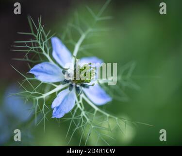 Nigella Damascena - Liebe Im Nebel Stockfoto