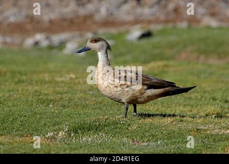 Crested Duck (Lophonetta specularioides alticola) Erwachsene stehend auf kurzem Gras in Puna Salta, Argentinien Januar Stockfoto