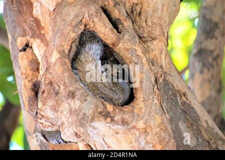 Kleines Eichhörnchen versteckt sich hinter seinem Schwanz in seinem Bau an Der Park Stockfoto