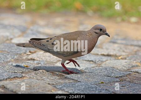 Ohrentaube (Zendaia auriculata) Erwachsene zu Fuß auf gepflasterten Straße Buenos Aires, Argentinien Januar Stockfoto