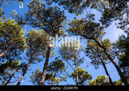 Kiefernspitzen im Wald mit blauem Himmel Stockfoto