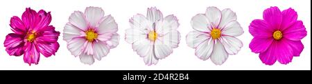 Set von isolierten Kosmos Blumen. Leuchtend rosa Kosmos Blume Blüte, große Blütenstand, isoliert auf weiß für Design Stockfoto