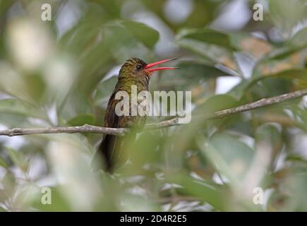 Vergoldete Kolibri (Hylocharis chrysura) Erwachsene thront auf Zweig singen Buenos Aires Provinz, Argentinien Januar Stockfoto