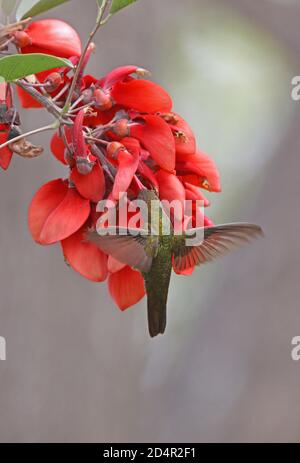 Vergoldeter Kolibri (Hylocharis chrysura) Erwachsener schwebt und füttert in Blume Buenos Aires Provinz, Argentinien Januar Stockfoto