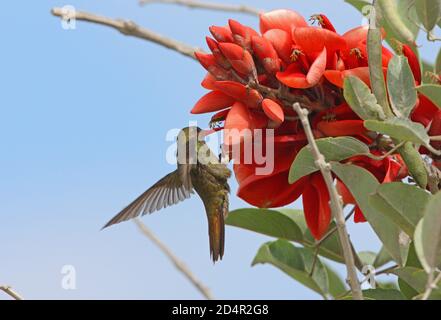 Vergoldete Kolibri (Hylocharis chrysura) Erwachsene Fütterung in Blume Buenos Aires Provinz, Argentinien Januar Stockfoto