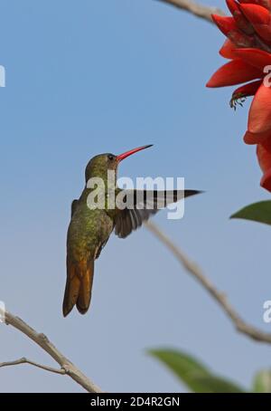 Vergoldeter Kolibri (Hylocharis chrysura) Erwachsener schwebt vor dem Füttern in der Blume Provinz Buenos Aires, Argentinien Januar Stockfoto