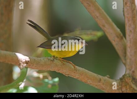 Goldkronenwaldsänger (Basileuterus culicivorus) erwachsenes Männchen auf Zweig Buenos Aires Provinz, Argentinien thront Januar Stockfoto