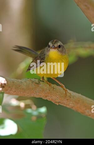 Goldkronenwaldsänger (Basileuterus culicivorus) erwachsenes Männchen auf Zweig Buenos Aires Provinz, Argentinien thront Januar Stockfoto