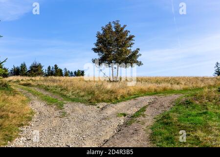 Schotterkreuzung in der Lichtung mit einem einzigen Baum in der Mitte, zwei verschiedene Richtungen, die Wahl der Weg Konzept. Stockfoto