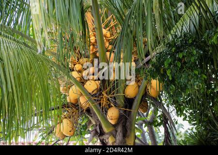 Grüne Kokosnuss haben süßes Wasser und schöne gelbe Farbe Stockfoto