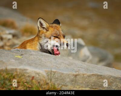 Rotfuchs (Vulpes vulpes) in den hohen Bergen am Abend gefangen. Schönes Tier und Farben. Stockfoto