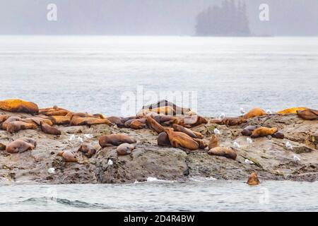 Steller Seelöwen vom Golf von alaska Whittier Kreuzfahrt Ansicht Stockfoto