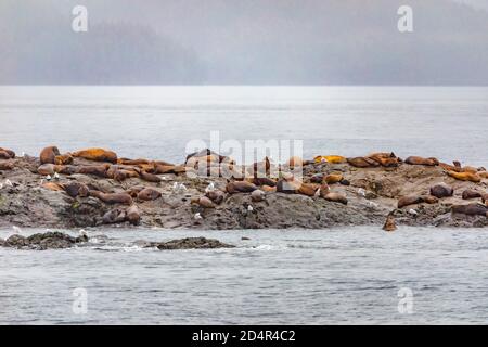 Steller Seelöwen vom Golf von alaska Whittier Kreuzfahrt Ansicht Stockfoto