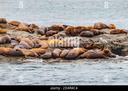 Steller Seelöwen vom Golf von alaska Whittier Kreuzfahrt Ansicht Stockfoto