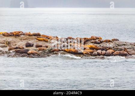 Steller Seelöwen vom Golf von alaska Whittier Kreuzfahrt Ansicht Stockfoto