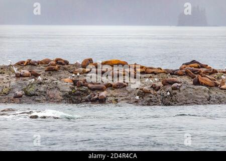 Steller Seelöwen vom Golf von alaska Whittier Kreuzfahrt Ansicht Stockfoto