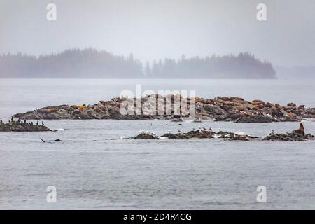 Steller Seelöwen vom Golf von alaska Whittier Kreuzfahrt Ansicht Stockfoto