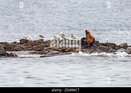 Steller Seelöwen vom Golf von alaska Whittier Kreuzfahrt Ansicht Stockfoto