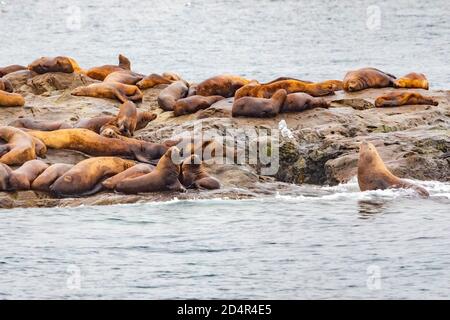 Steller Seelöwen vom Golf von alaska Whittier Kreuzfahrt Ansicht Stockfoto