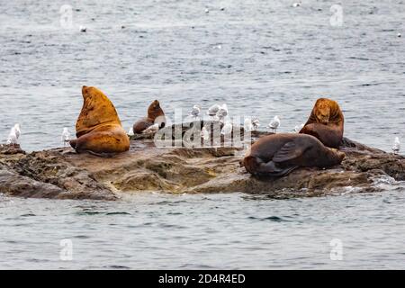 Steller Seelöwen vom Golf von alaska Whittier Kreuzfahrt Ansicht Stockfoto