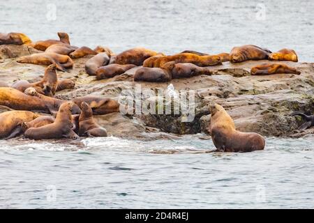 Steller Seelöwen vom Golf von alaska Whittier Kreuzfahrt Ansicht Stockfoto