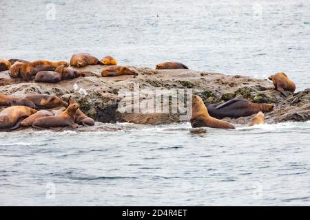 Steller Seelöwen vom Golf von alaska Whittier Kreuzfahrt Ansicht Stockfoto