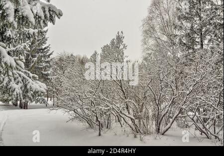 Schönheit der Winterlandschaft im verschneiten Stadtpark. Wunderland mit weißem Schnee und Reif bedeckten Bäumen und Sträuchern - schönes Wintermärchen. Flauschig Stockfoto