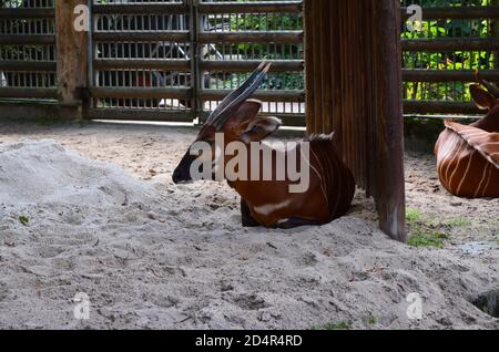 Bongo in einem Zoo in Frankfurt. Stockfoto