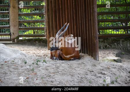 Bongo in einem Zoo in Frankfurt. Stockfoto