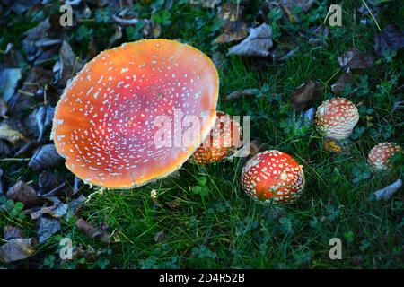 Amanita Pilz (Amanitaceae). Einer der giftigsten Pilze der Welt. Verantwortlich für mehr als die Hälfte aller Fälle von Pilzvergiftung. 6 Zoll Durchmesser. Stockfoto