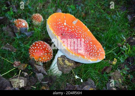 Amanita Pilz (Amanitaceae). Einer der giftigsten Pilze der Welt. Verantwortlich für mehr als die Hälfte aller Fälle von Pilzvergiftung. 6 Zoll Durchmesser. Stockfoto