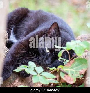 Müde schwarze Katze auf einem Baumstamm im Norden Shore Park in miami Stockfoto