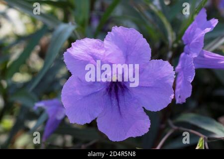 Violette mexikanische Petunia Pflanze in unserem Garten Stockfoto