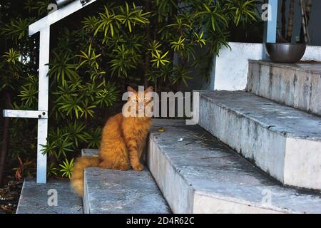 Eine Katze auf der Treppe auf der Suche nach seinem Essen Unsere Tür Stockfoto