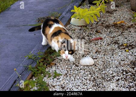 Schöne neugierige Calico Kätzchen im Garten Stockfoto