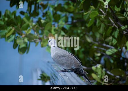 Vogel ruht auf dem Geländer im North Shore Park Stockfoto