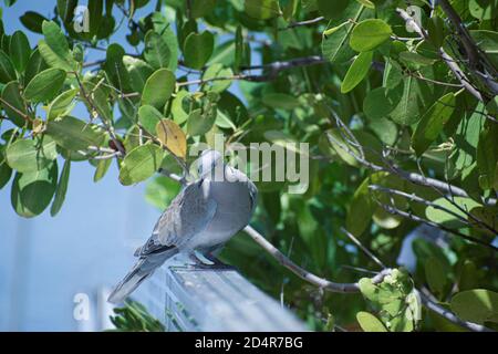 Taube auf Geländer in einem Kanal zu uns Stockfoto