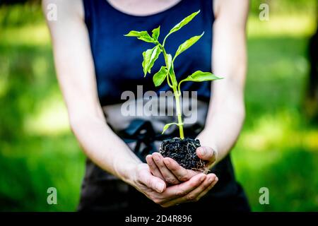 Frau, die einen Auberginen-Sämling hält, bevor sie ihn in einen Garten pflanzt. Stockfoto