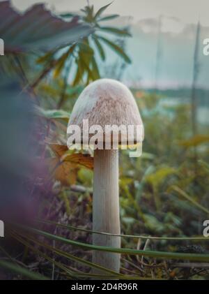 Nahaufnahme eines einzelnen wilden Pilzes, der durch verschiedene Vegetation wächst. Moody herbstlicher Hintergrund, Natur Frische mit weißen Pilzen Stockfoto